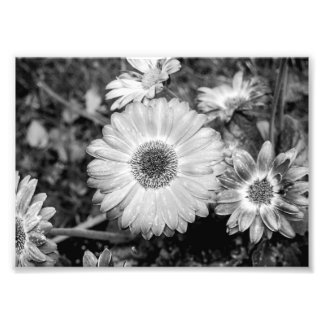 Gerbera Daisy Black & White Photograph