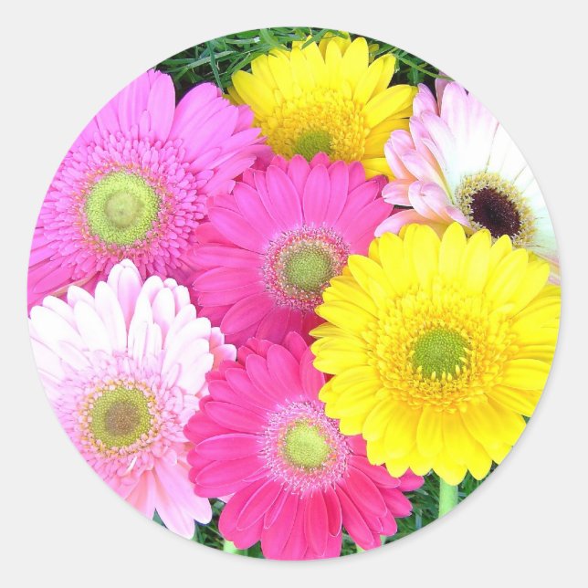 Gerbera Daisy Colours Classic Round Sticker (Front)