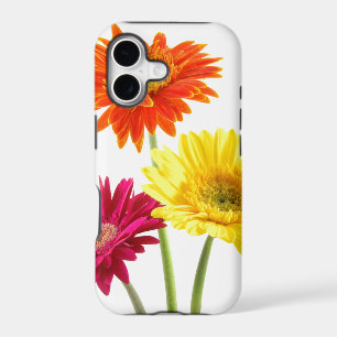 Gerbera Daisy Delight