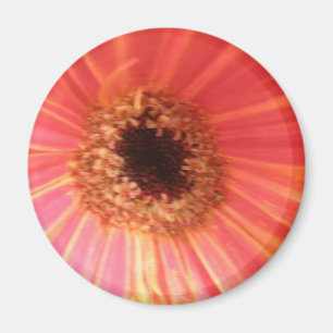 Gerbera Daisy Flower Magnet