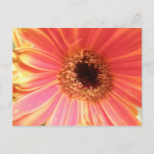 Gerbera Daisy Flower Postcard