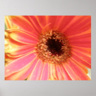 Gerbera Daisy Flower Print