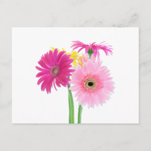Gerbera Daisy Flowers Postcard