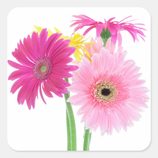 Gerbera Daisy Flowers Square Sticker (Front)