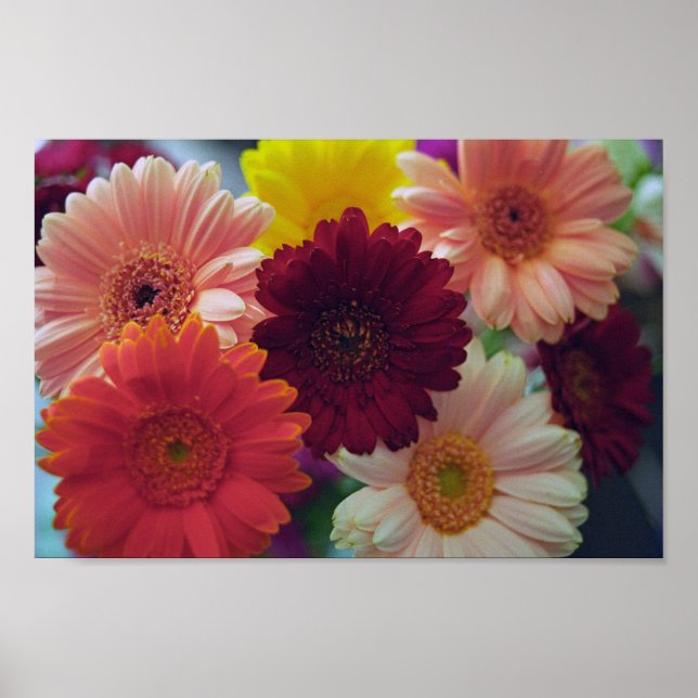 Gerbera Daisy Flowers Wall Art Print Poster (Front)