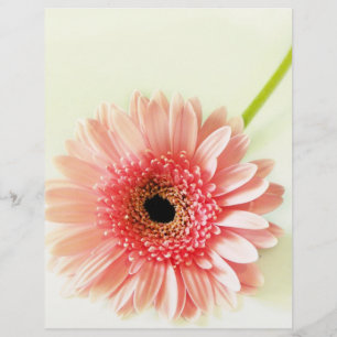 Gerbera Daisy Flyer