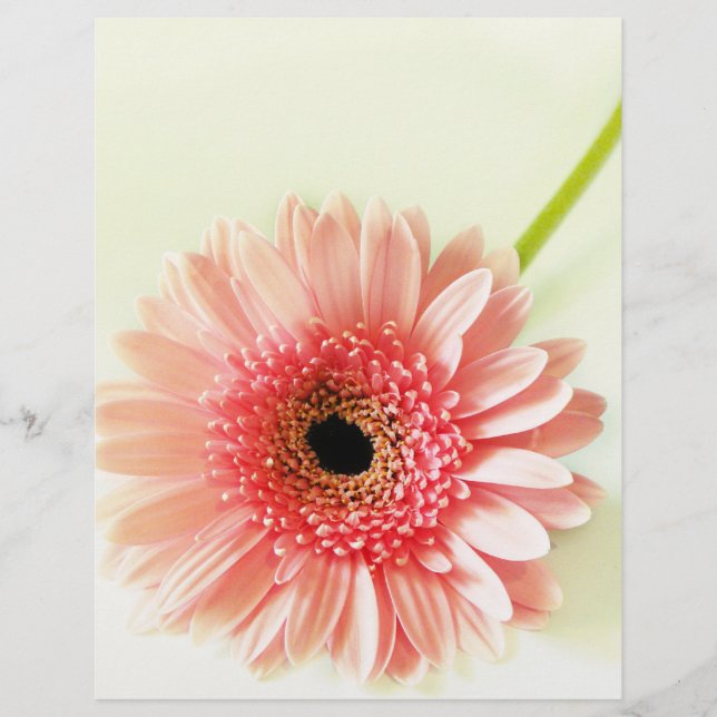 Gerbera Daisy Flyer (Front)