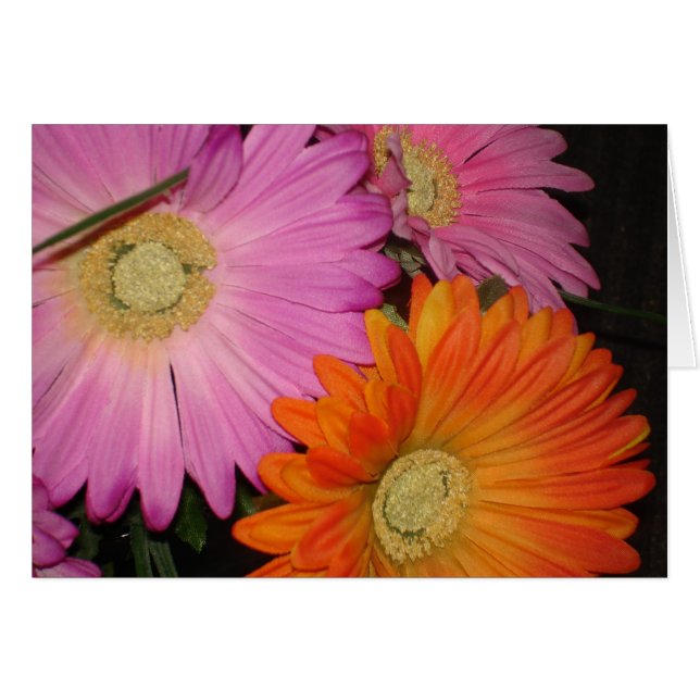 Gerbera Daisy Garden (Front Horizontal)