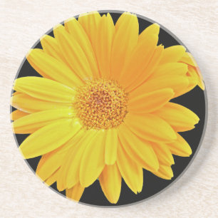 Gerbera Daisy (Gerbera hybrida) - Yellow Coaster