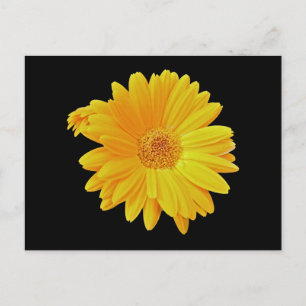 Gerbera Daisy (Gerbera hybrida) - Yellow Postcard