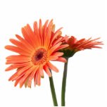 gerbera daisy in the vase  photo sculpture decoration<br><div class="desc">gerbera daisy in the vase</div>