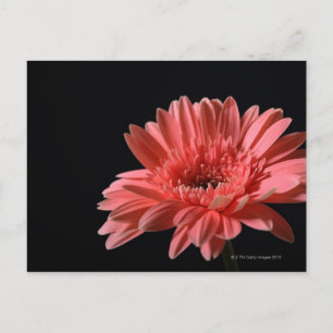 Gerbera daisy on black background 3 postcard