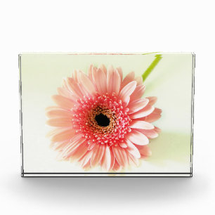 Gerbera Daisy Photo Block