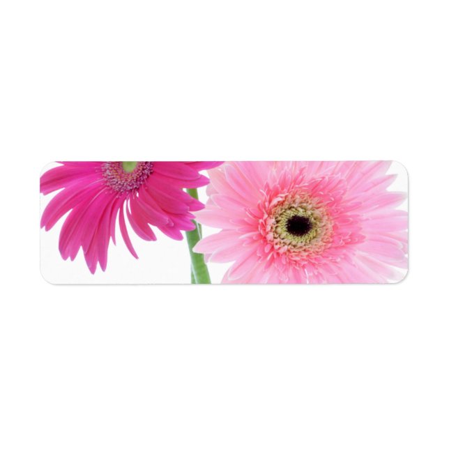 Gerbera Daisy Piink Flowers (Front)