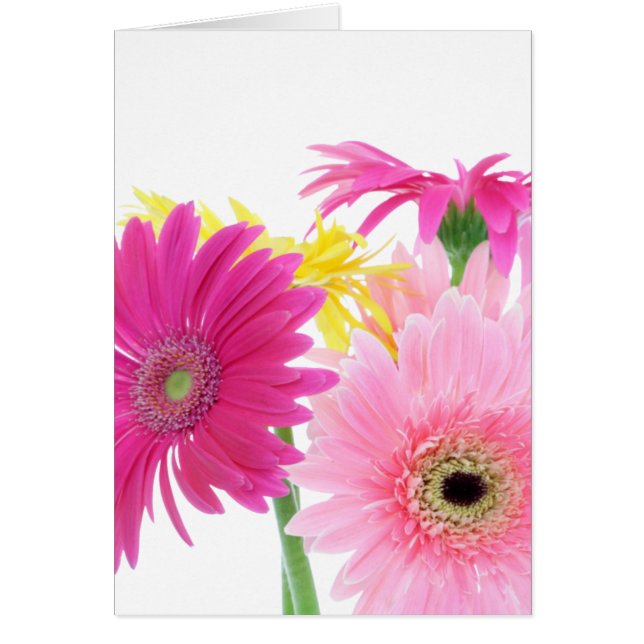 Gerbera Daisy Piink Flowers (Front)