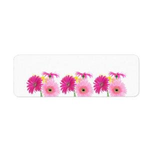 Gerbera Daisy Piink Flowers