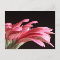 gerbera daisy