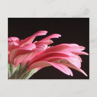 gerbera daisy postcard