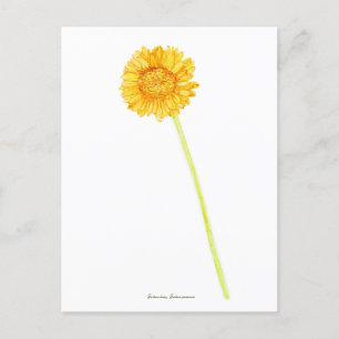 Gerbera daisy  postcard