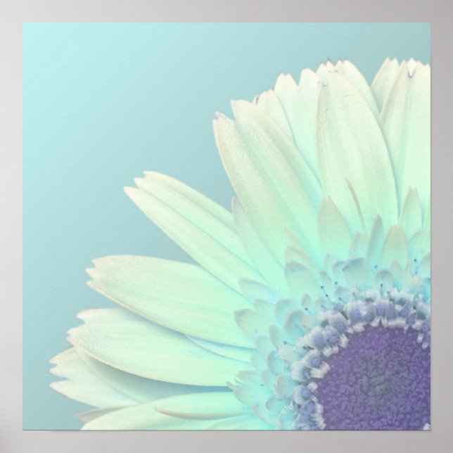 Gerbera Daisy Poster (Front)
