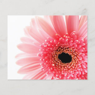 Gerbera Daisy Poster