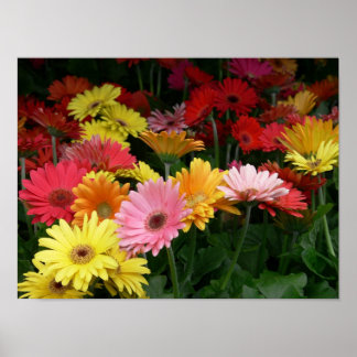 Gerbera Daisy Poster