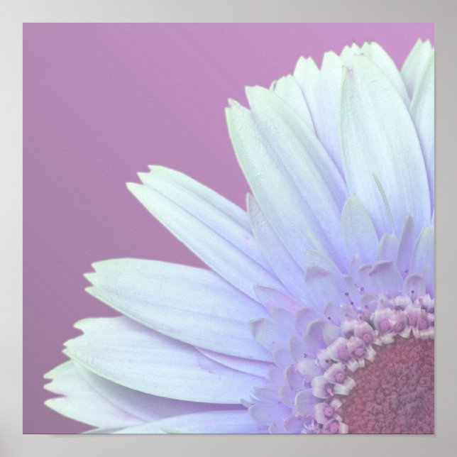 Gerbera Daisy Poster (Front)