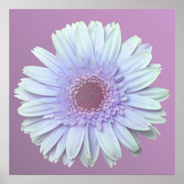 Gerbera Daisy Poster (Front)