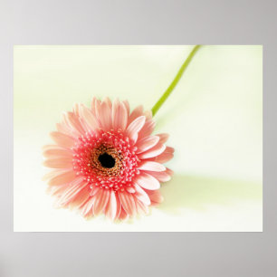 Gerbera Daisy Poster