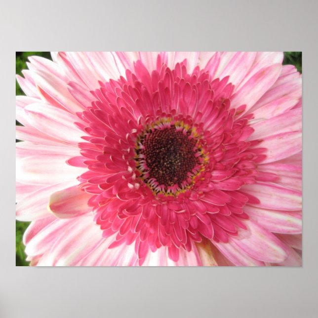 Gerbera Daisy Poster (Front)
