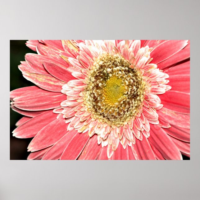 Gerbera Daisy Poster, Version B Poster (Front)