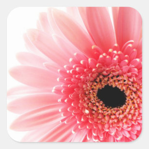 Gerbera Daisy   Square Sticker