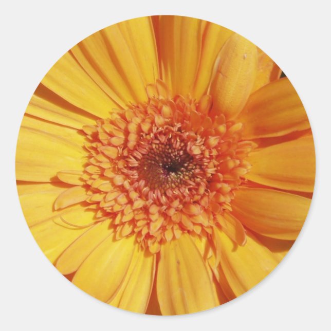 Gerbera Daisy Stickers (Front)