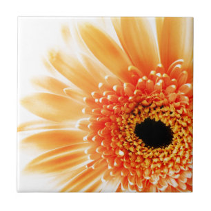 Gerbera Daisy Tile