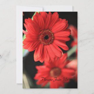 Gerbera Delight Invitation