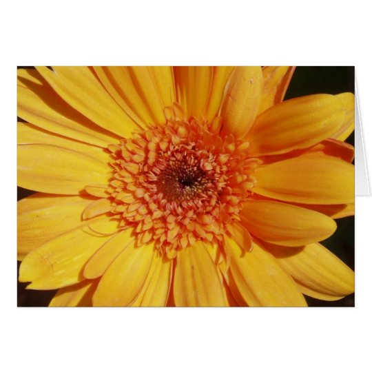 Gerbera Greeting Card