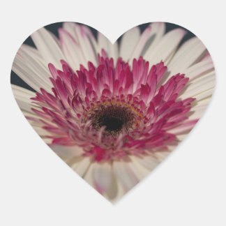 Gerbera Heart :) Sticker