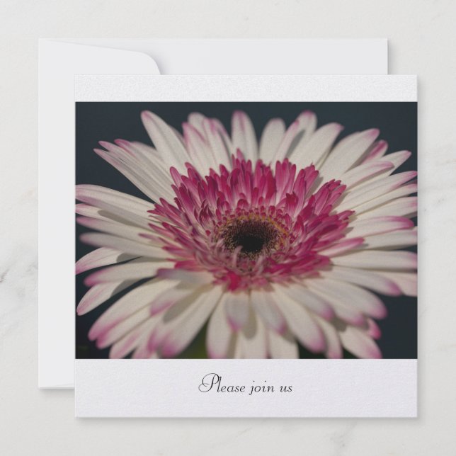 Gerbera Invitation (Front)