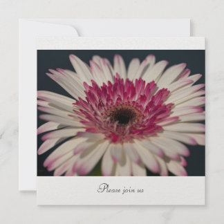 Gerbera Invitation