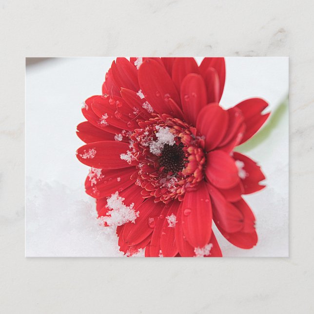 Gerbera Postcard (Front)