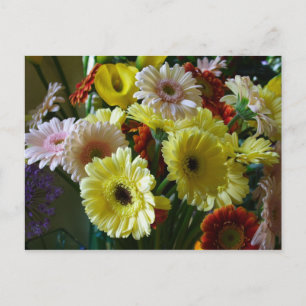 Gerbera Postcard