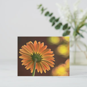Gerbera Postcard
