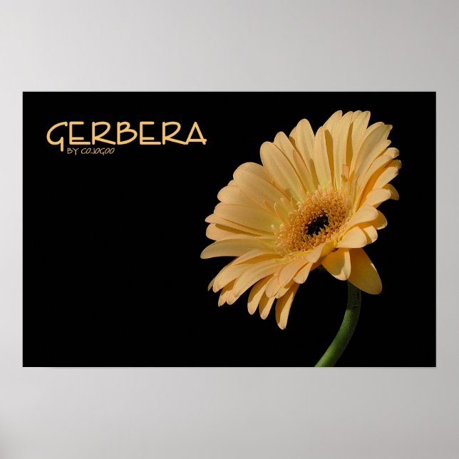 Gerbera Poster (Front)