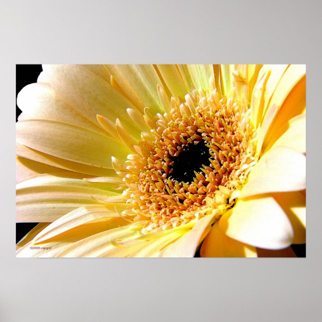 Gerbera Poster (Front)