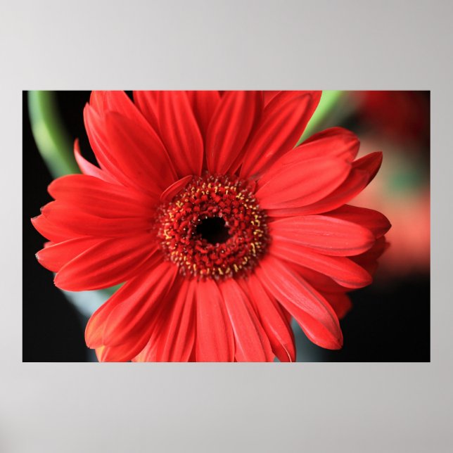 Gerbera Poster (Front)