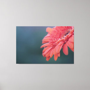 Gerbera red flower canvas print
