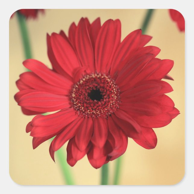 Gerbera Square Sticker (Front)