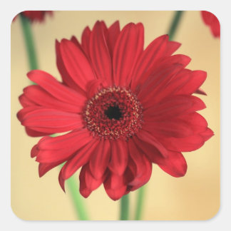 Gerbera Square Sticker