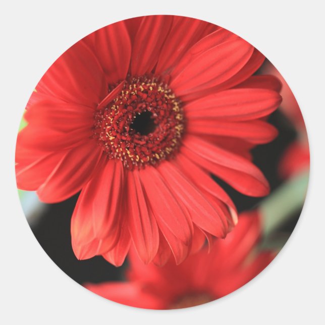Gerberas Classic Round Sticker (Front)