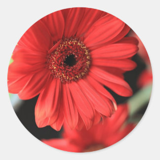 Gerberas Classic Round Sticker